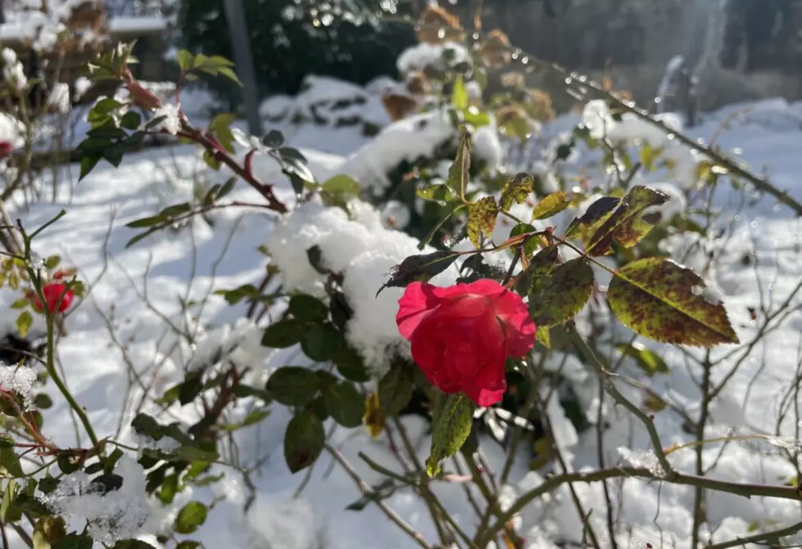 Der Schnee und die Rose